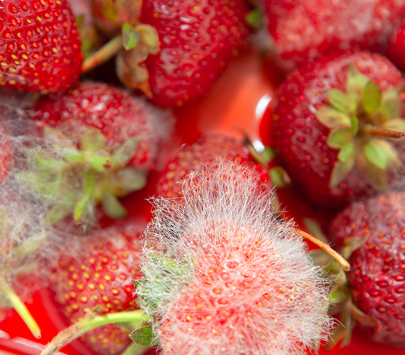 TOXIN Reference Standards