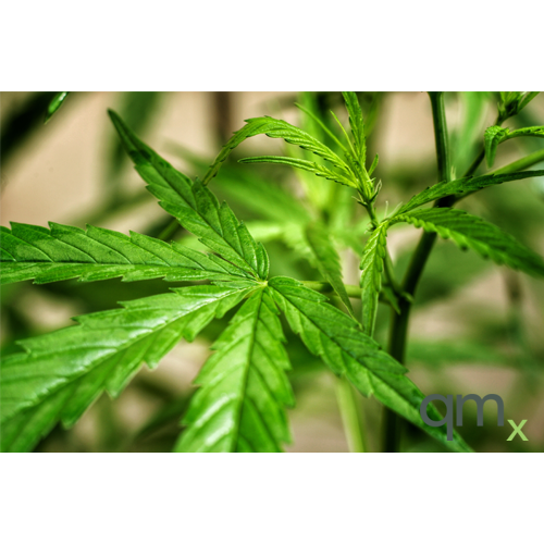 Cannabinoids